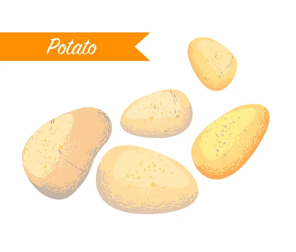 Roh gewaschene Kartoffeln auf weißem Hintergrund — Stockvektor