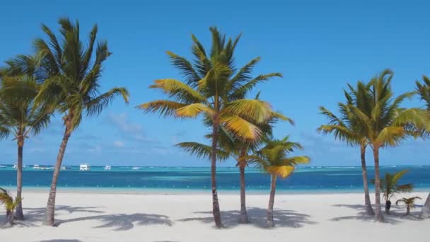 Tropische Achtergrond Palmbomen Kariboenzee Geïsoleerd Wit Zandstrand Blauw Water Paradijselijk — Stockvideo