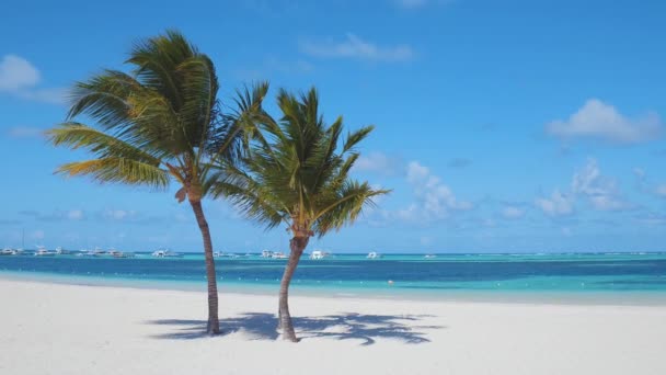 Två Palmer Växer Tropisk Strand Semester Paradiset Turkos Vatten Atlanten — Stockvideo