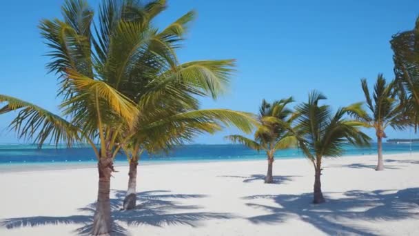 Gli Alberi Cocco Crescono Una Spiaggia Tropicale Isolata Sabbia Bianca — Video Stock