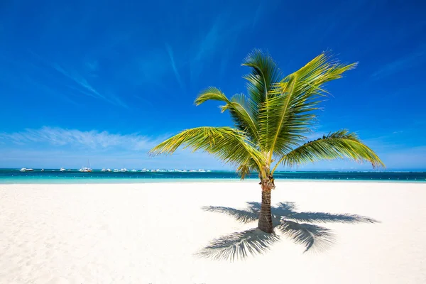 Issız, güzel bir sahilde, beyaz kum ve turkuaz suyu olan yalnız bir palmiye ağacı. Yatlar ufukta görünüyor. Dünyanın en iyi yerleri. İnanılmaz bir tropikal arka plan. Punta Cana, Dominik Cumhuriyeti