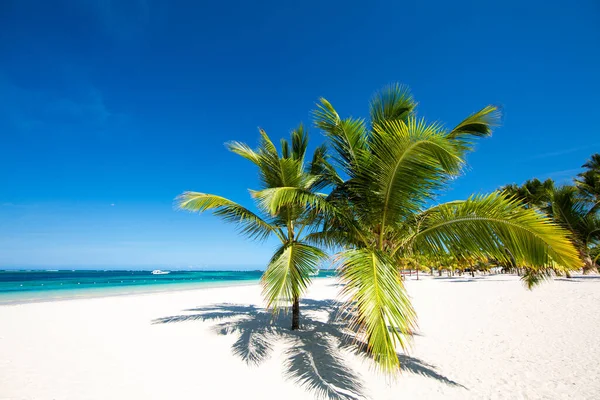 Tropik bir plajda iki palmiye ağacı yetişir. Cennet 'te tatil. Atlantik okyanusundaki turkuaz su berrak mavi gökyüzü ve beyaz kum. Karayip geçmişi. Punta Cana