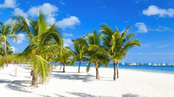 Tropical Background Palm Trees Caribbean Sea Isolated White Sand Beach — Stock Photo, Image