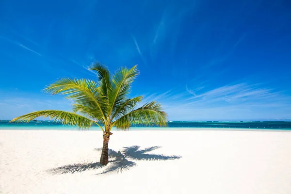 Pohon Palem Pantai Yang Sepi Dengan Pasir Putih Dan Air Stok Foto Bebas Royalti