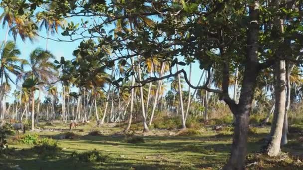 野马和其他哺乳动物和鸟类在天堂岛上吃草 野外的动物在棕榈树和青草下 多米尼加共和国 — 图库视频影像