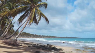 Güzel, vahşi sahil dalgaları taşların üzerinde kırılıyor, yüksek palmiye ağaçları ve mavi gökyüzü. Vahşi Yaşam Issız Ada