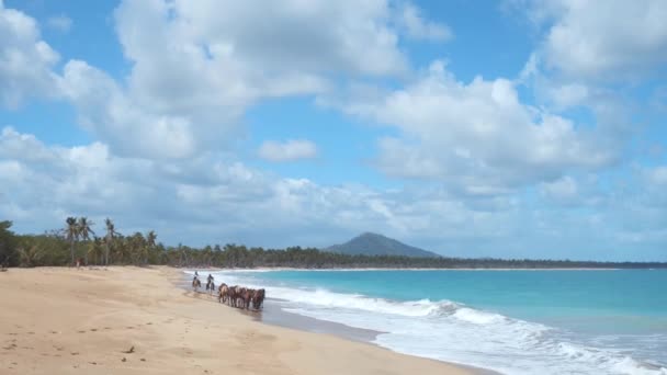 Herds Horses Walk Shore Tropical Beach Limon Waves Tall Palm — Stock Video