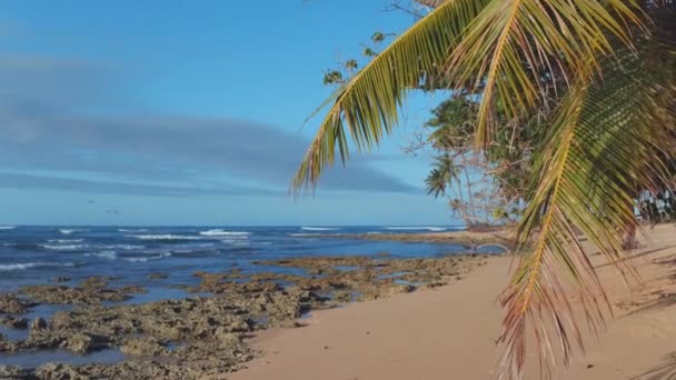 岛上热带野生美丽的海滩 鸟儿飞过棕榈树 鹈鹕越过大西洋海岸的海浪 — 图库视频影像