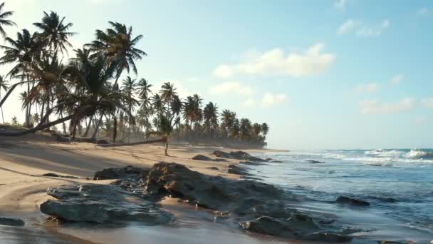 아름다운 해변에 석양이 모래가 해변의 고립된 과푸른 바다가 있습니다 야자나무와 — 비디오