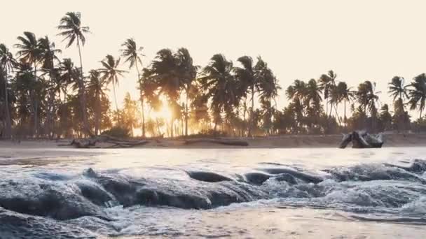 在热带岛屿的荒芜海滩上的瀑布般的河流上 长着高大的椰子树 通过棕榈叶的落日 世界上令人惊奇的地方 — 图库视频影像
