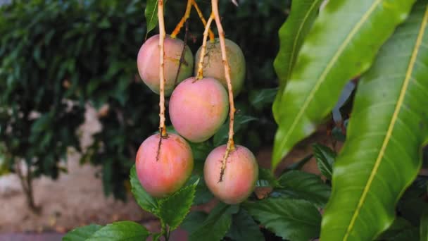 Zbliżenie Owoców Mango Wiszących Rosnących Drzewie Zielonymi Liśćmi Tropikalnej Wyspie — Wideo stockowe