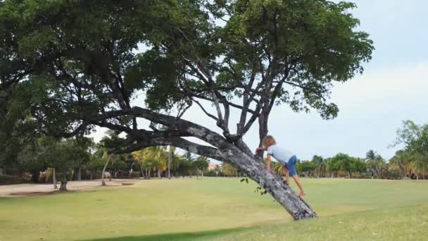 Menino Sobe Árvore Livre Belo Parque Com Grama Verde Feliz — Vídeo de Stock