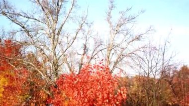 Kayın ormanında sonbahar. Grad günbatımı filtre. ile çekim görüntüleri / sonbahar orman. Hava 4k