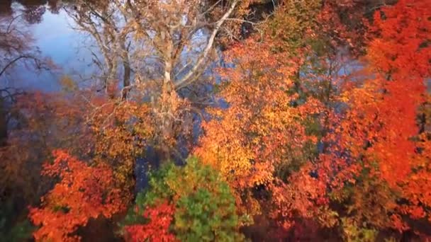 Цветные осенние деревья в лесу с золотисто-желтыми листьями на дорожке и траве, красивый сезонный лес, солнечное индийское лето. Выстрел с воздуха 4k — стоковое видео