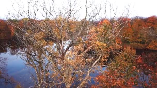 Árvores de outono coloridas na floresta com folhas amarelas douradas no caminho e grama, bela floresta sazonal, verão indiano ensolarado. Tiro aéreo 4k — Vídeo de Stock