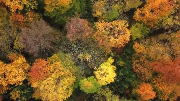 Podzimní les. Barevné podzimní eavning. Malebnou podzimní krajinou. Letecký snímek 4k DRONY — Stock video