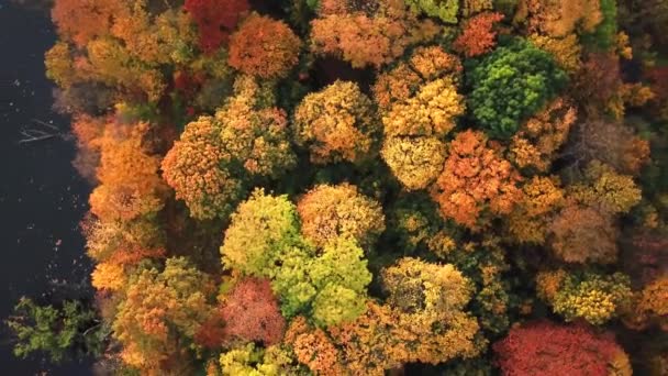 Landscape of a forest in beautiful fall colors reflected in the still waters of a calm river. Top view Aerial Drone — Stock Video
