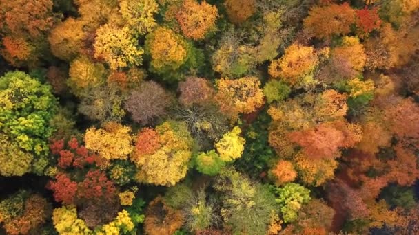Landscape of a forest in beautiful fall colors reflected in the still waters of a calm river. Top view Aerial Drone 4k — Stock Video