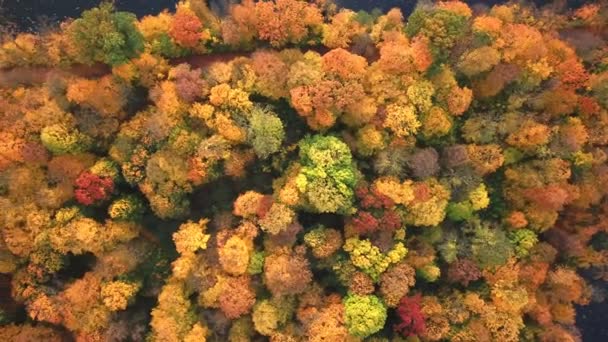 Herfst bos landschap met warm licht verlichten de gouden loof en een wandelpad leidt naar de scène. Luchtfoto bovenaanzicht 4k — Stockvideo