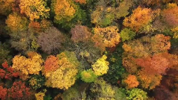 Zoom aereo fuori foresta in bellissimi colori autunnali. Vista dall'alto Aerial Drone 4k — Video Stock