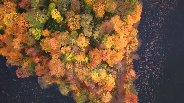 Luchtfoto zoom in bos in mooie herfst kleuren. Bovenaanzicht luchtfoto Drone 4k — Stockvideo