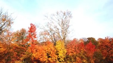 Sonbahar manzara. Sonbahar parkta. Göl kenarında parkta parlak renkler sonbahar. Hava atış. 4k robot