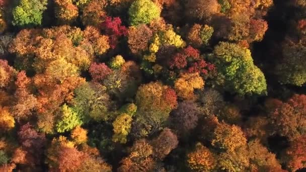 Vista aérea. Volando sobre los hermosos árboles del bosque soleado. Cámara aérea grabada. Panorama del paisaje . — Vídeo de stock