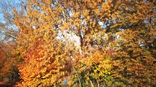 Paysage d'automne. Parc en automne. Les couleurs vives de l'automne dans le parc au bord du lac. Vue aérienne. Drone 4k 