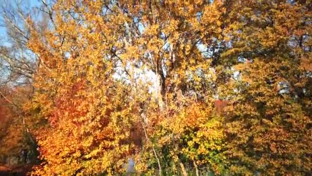 Autumn Landscape. Park in Autumn. The bright colors of autumn in the park by the lake. Aerial shot. 4k drone — Stock Video