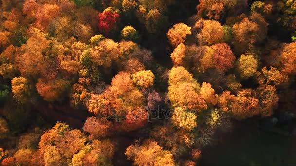 Paisaje de bosque otoñal con luz cálida que ilumina el follaje dorado y un sendero que conduce a la escena. Vista superior aérea 4k — Vídeos de Stock