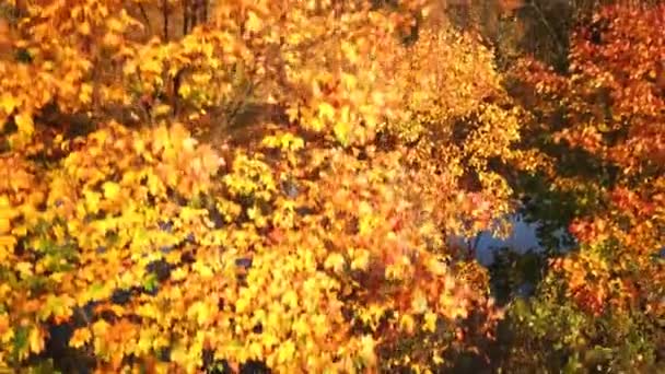 Барвисті листя на деревах вздовж озера восени, повітряний постріл. 4-кілометровий — стокове відео
