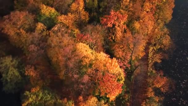 鸟瞰图。飞越美丽的阳光明媚的森林树木。空中摄影机射击景观全景. — 图库视频影像