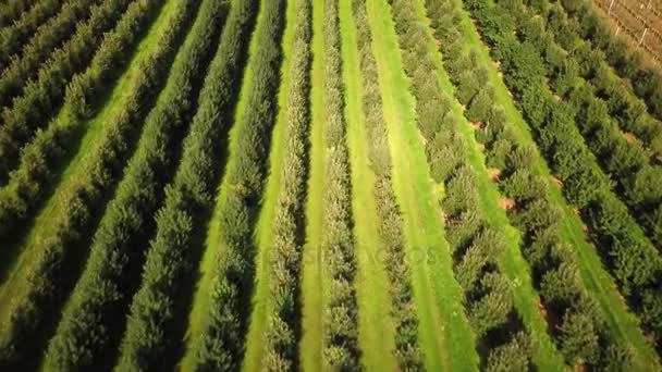 Champ vert jaune de colza au printemps, fond floral naturel éco saisonnier abstrait. 4k 