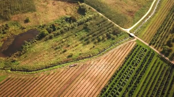 Aerial Agriculture Field Shot Tractor Passing Summer Cornfield Healthy Food Production Concept — Stok Video