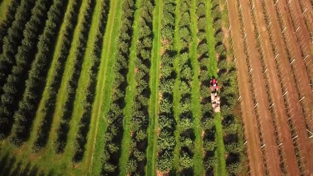 Aerial Agriculture Field Shot Tractor Pasando el verano Cornfield Healthy Food Production Concept — Vídeo de stock