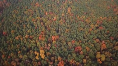 Havadan görünümü. Güzel sonbahar orman ağaçlar üzerinde uçan. Hava kamera çekim. Manzara panorama.