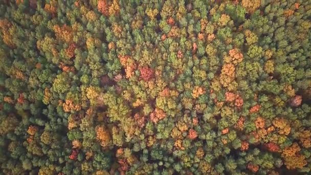 Aerial View. Flying over the beautiful autumn forest trees. Aerial camera shot. Landscape panorama. — Stock Video