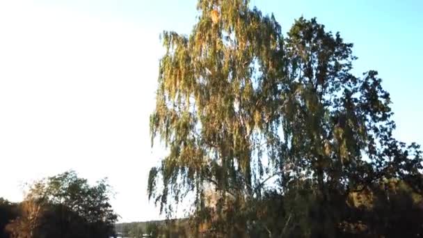 Foto aerea di un sentiero nella foresta vicino al lago. Passeggiata romantica — Video Stock