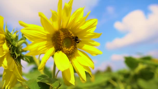 Natural landscape, view of a field of sunflowers, plants and agriculture in the countryside, bees collect pollen from flowers. — Stock Video