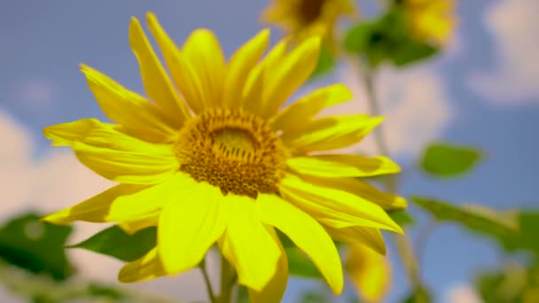 Paisaje natural, vista de un campo de girasoles, plantas y agricultura en el campo, las abejas recogen polen de las flores . — Vídeo de stock