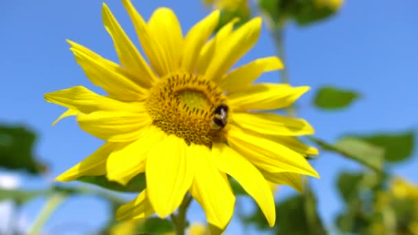 Бджола літає на соняшник. Близько медоносних бджіл, запилюючи жовті соняшники в полі. Красиво квітуча квітка соняшнику в органічній фермі — стокове відео