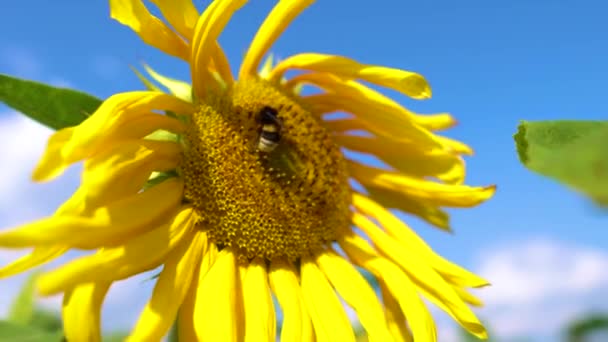 Bumble abelha voa para um girassol. Close up de abelhas mel, polinizando girassóis amarelos no campo. Flor de girassol lindamente florescendo na fazenda agricultura orgânica — Vídeo de Stock