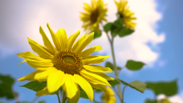 Naturlandskap, utsikt över ett fält av solrosor, växter och jordbruk på landsbygden, bin samla pollen från blommor. — Stockvideo