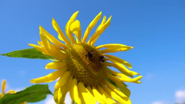 Бджола літає на соняшник. Близько медоносних бджіл, запилюючи жовті соняшники в полі. Красиво квітуча квітка соняшнику в органічній фермі — стокове відео