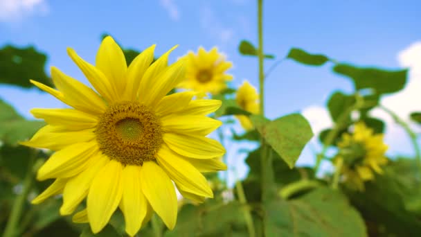 Paesaggio naturale, vista di un campo di girasoli, piante e agricoltura in campagna, le api raccolgono il polline dai fiori . — Video Stock