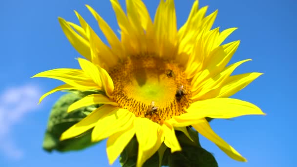 Gran girasol cerca con gran abejorro polinización de la abeja. Hermosa vista macro de un girasol en plena floración con una abeja recolectando polen. Abejas obreras y plantas de girasol . — Vídeos de Stock