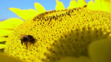 Büyük ayçiçeği, büyük arı tozlaşması ile kapanır. Çiçek açmış bir ayçiçeğinin güzel makro görüntüsü ve polen toplayan bir arı. İşçi arılar ve ayçiçeği bitkileri.