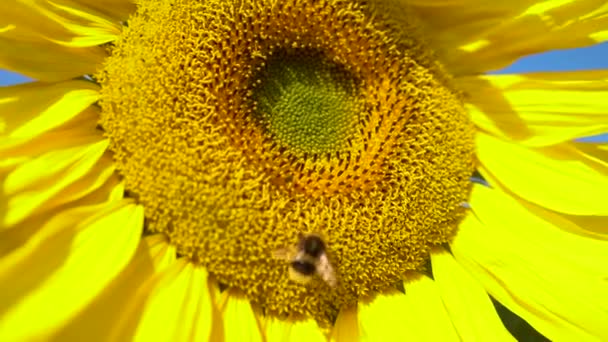 Grote zonnebloem close-up met grote hommel bestuiving bij. Prachtig macro uitzicht van een zonnebloem in volle bloei met een bij die stuifmeel verzamelt. Werkbijen en zonnebloemplanten. — Stockvideo