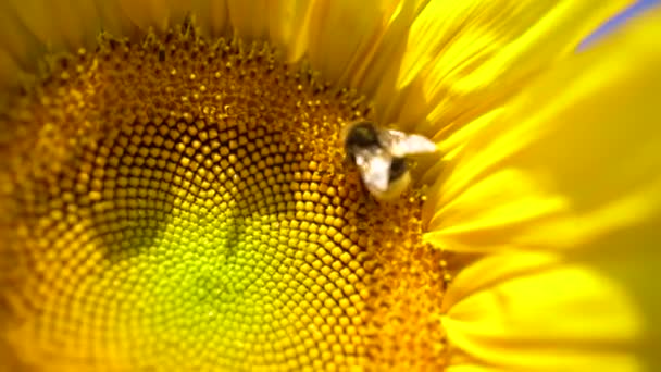 Grand tournesol en gros plan avec de gros bourdons pollinisant. Belle vue macro d'un tournesol en pleine floraison avec une abeille ramassant du pollen. Abeilles ouvrières et tournesol .