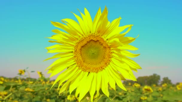 Bin som samlar pollen från solros på fältet. Solrosfält. Solrosen svajar i vinden. — Stockvideo